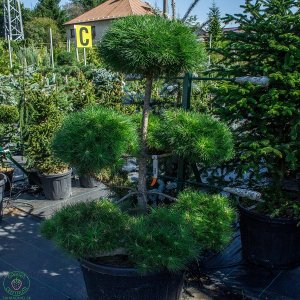 Borovica drobnokvetá (Pinus parviflora) ´BREVIFOLIA´ – výška 120-130 cm, kont. C110L - BONSAJ